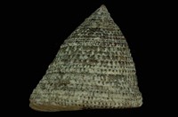 藏品(花斑鐘螺)的圖片